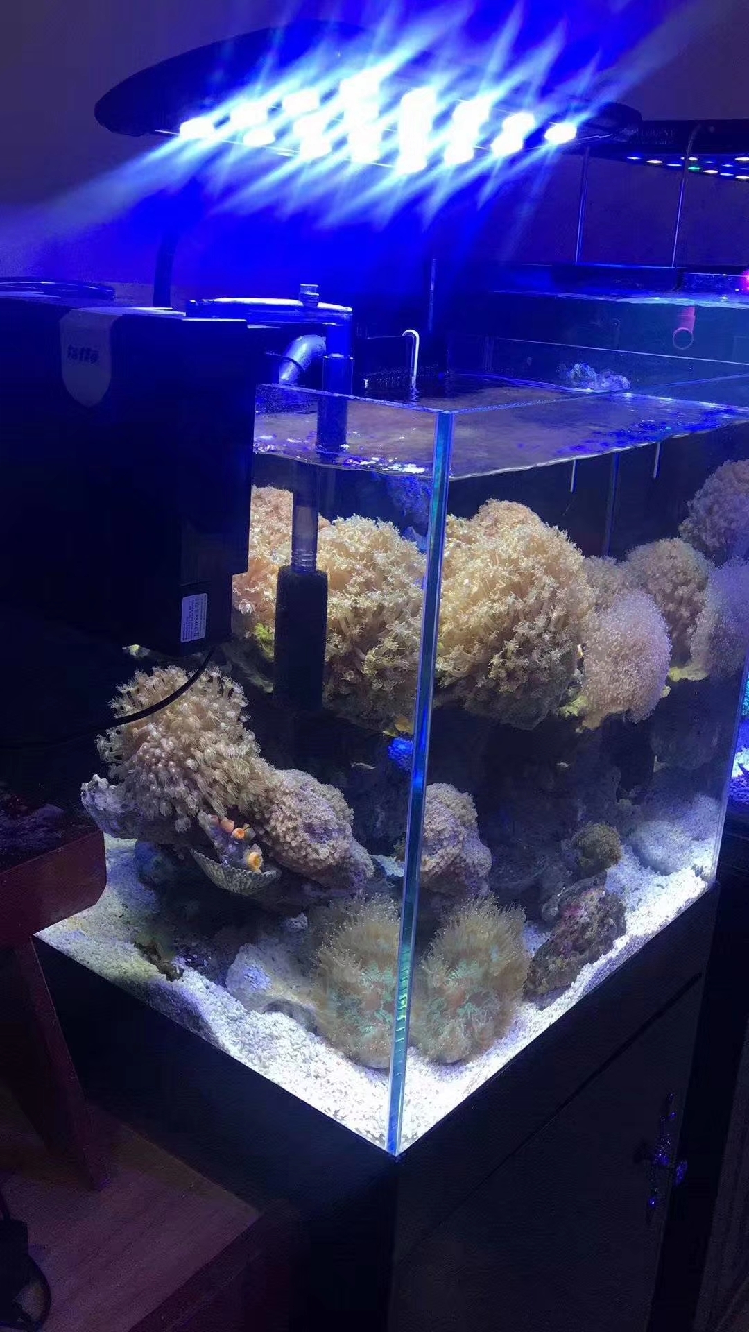 最新款海缸，重塑海洋生态体验的艺术杰作